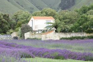 Lavender Creek Farm